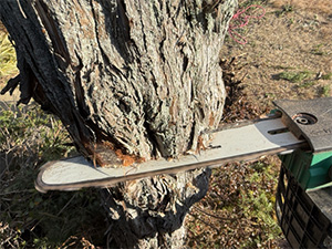 プロの技術で安全・丁寧に伐採