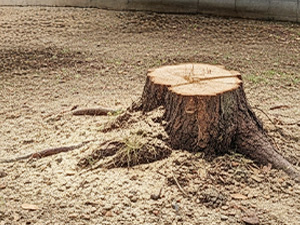 伐採で叶える快適さと有効活用