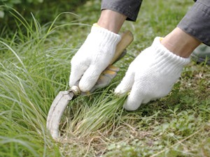 草刈りのタイミング