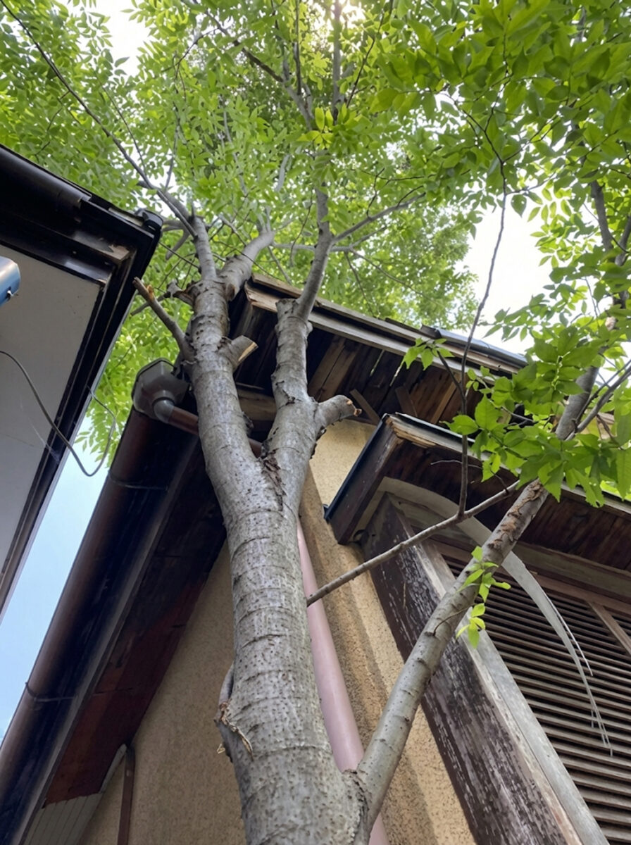 建物に接触した樹木を安全に伐採、安心な環境へ